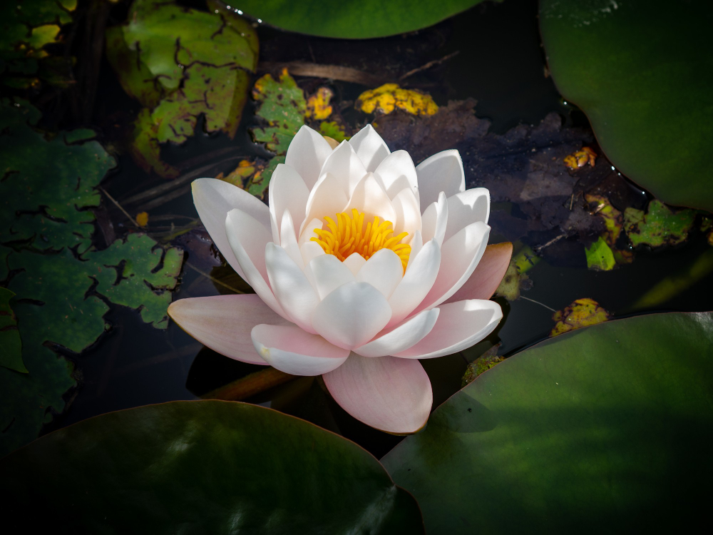 blooming lotus flower